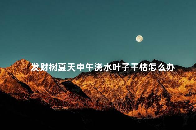 发财树夏天中午浇水叶子干枯怎么办