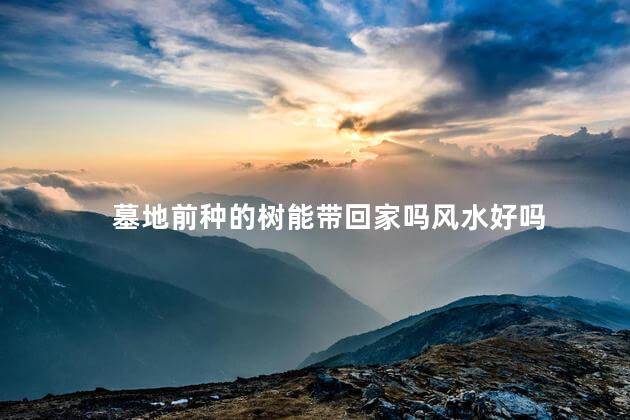 墓地前种的树能带回家吗风水好吗