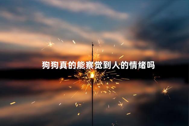 狗狗真的能察觉到人的情绪吗