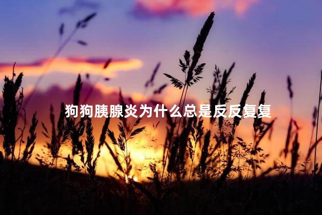 狗狗胰腺炎为什么总是反反复复